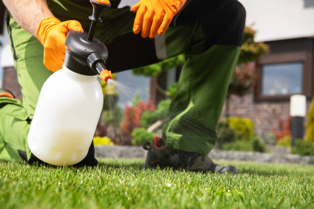 Best Wasp Removal Services  in Five Points, NC