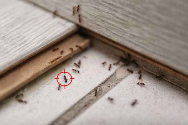 Best Pest Inspection Near Me  in Five Points, NC